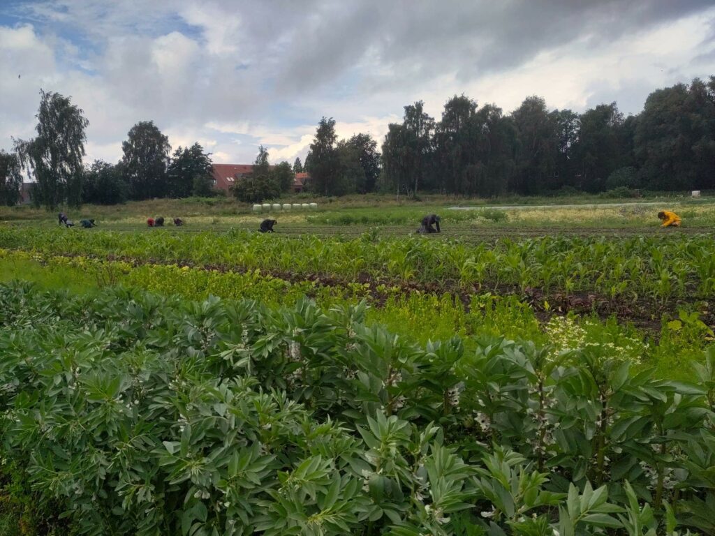 Zehn Mitglieder knien auf dem Acker und jäten das Beikraut neben den zarten Rote-Bete-Plänzchen.