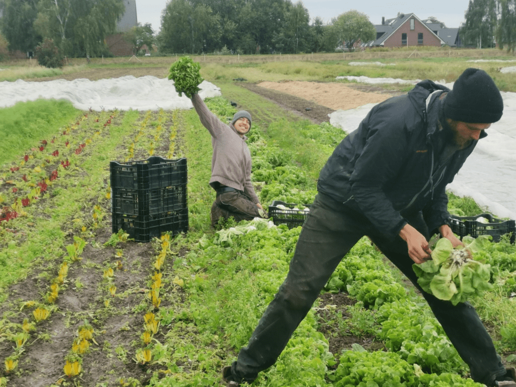 Zwei unserer Gärtner auf dem Acker in Ochsenwerder. Jakob winkt mit einem Bund geerntetem Gemüse.