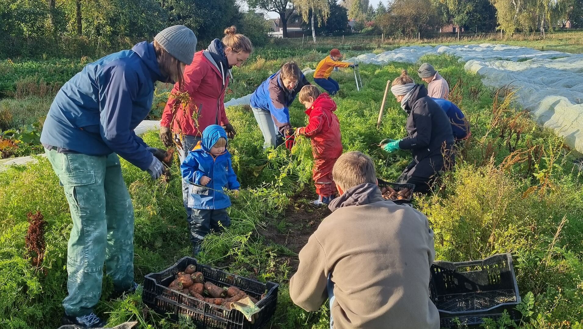 Mehrere Erwachsene und Kinder ernten Möhren auf einem Feld.